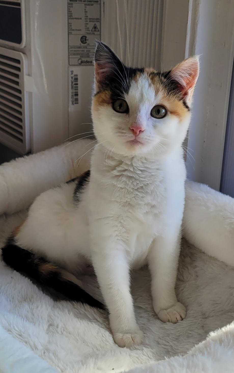 Enlarge Millie, an adopted Calico in Vacaville, CA image 1/5