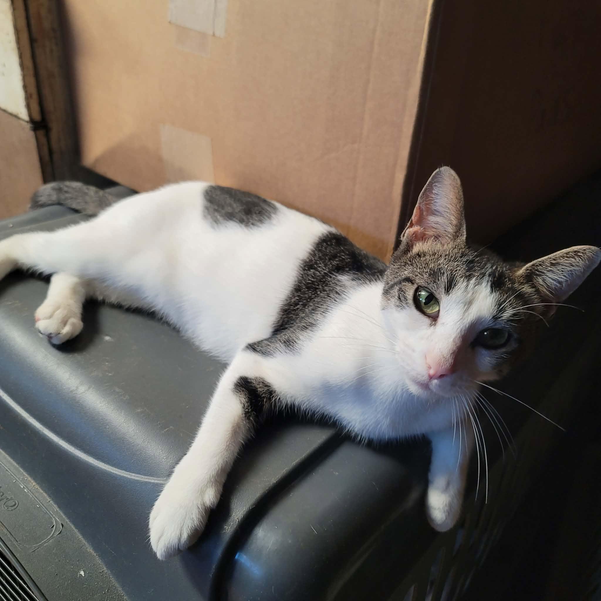 Enlarge Wildflower, a Adoptable Domestic Short Hair in Dakota, IL image 1/3