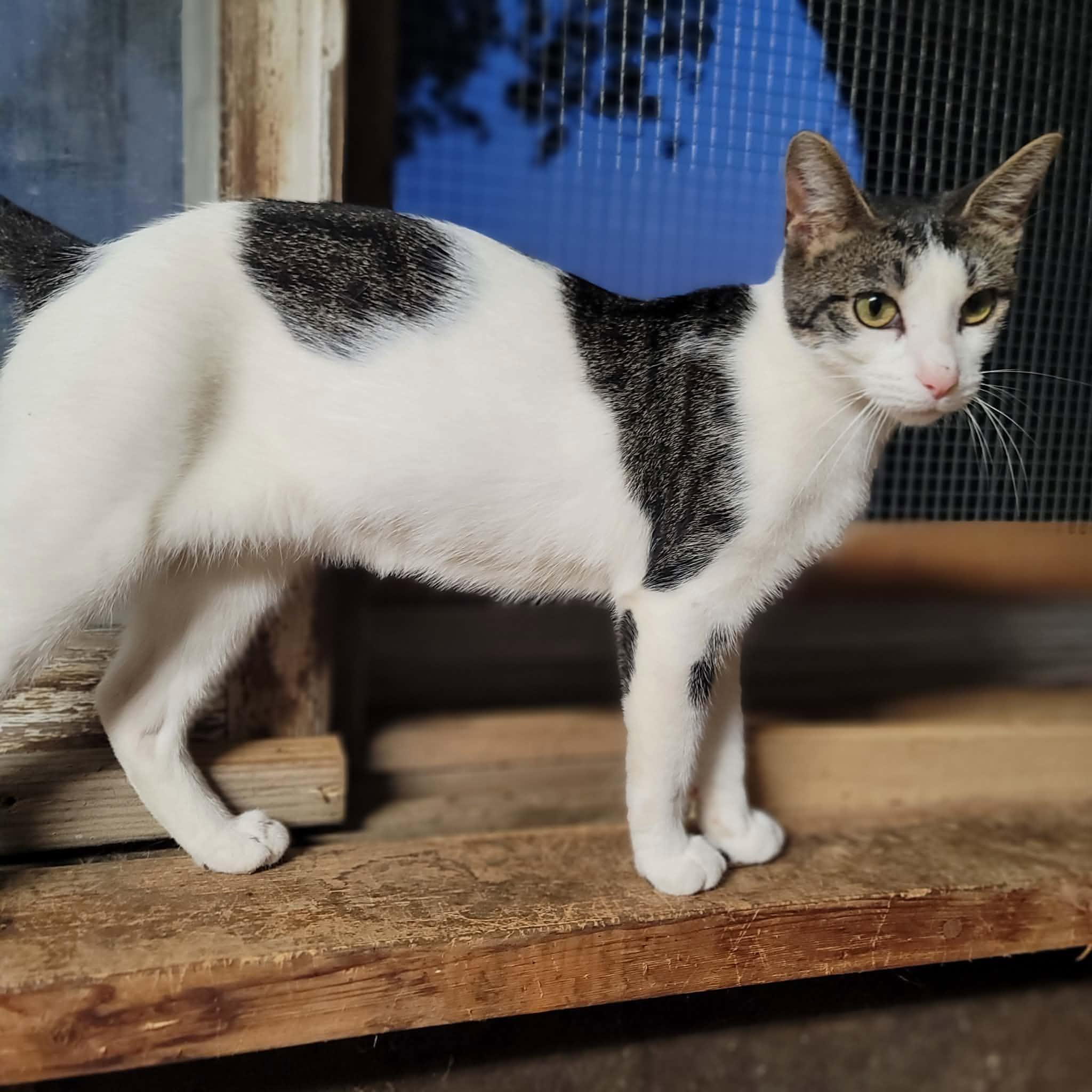 Enlarge Wildflower, a Adoptable Domestic Short Hair in Dakota, IL image 3/3