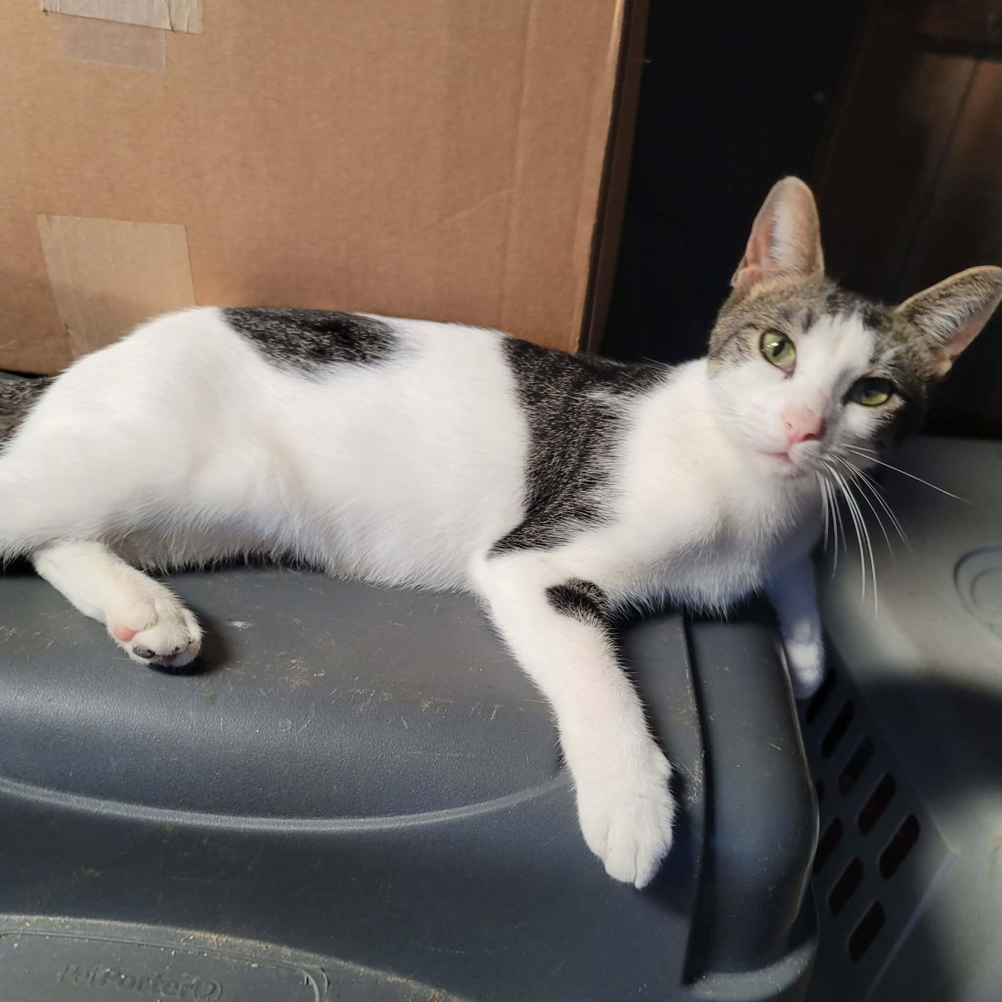 Enlarge Wildflower, a Adoptable Domestic Short Hair in Dakota, IL image 2/3