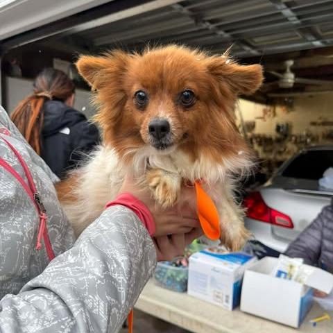 Enlarge Phyllis, a Adoptable Papillon in St. Charles, IL image 1/6