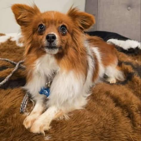 Enlarge Phyllis, a Adoptable Papillon in St. Charles, IL image 2/6