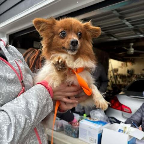 Enlarge Phyllis, a Adoptable Papillon in St. Charles, IL image 3/6