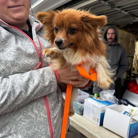 Enlarge Phyllis, a Adoptable Papillon in St. Charles, IL image 4/6