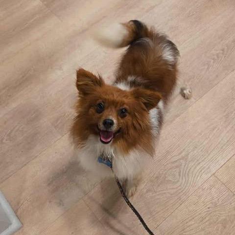 Enlarge Phyllis, a Adoptable Papillon in St. Charles, IL image 5/6