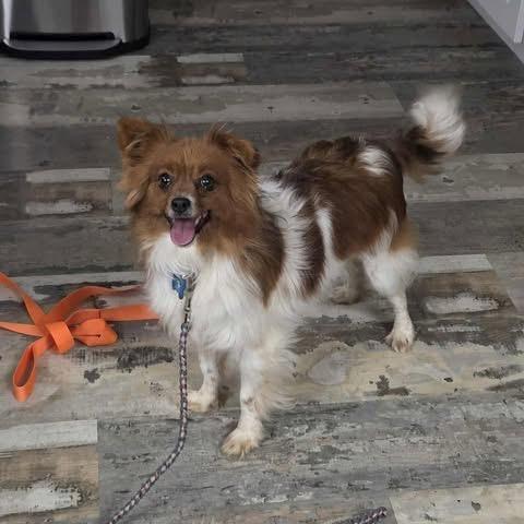 Enlarge Phyllis, a Adoptable Papillon in St. Charles, IL image 6/6