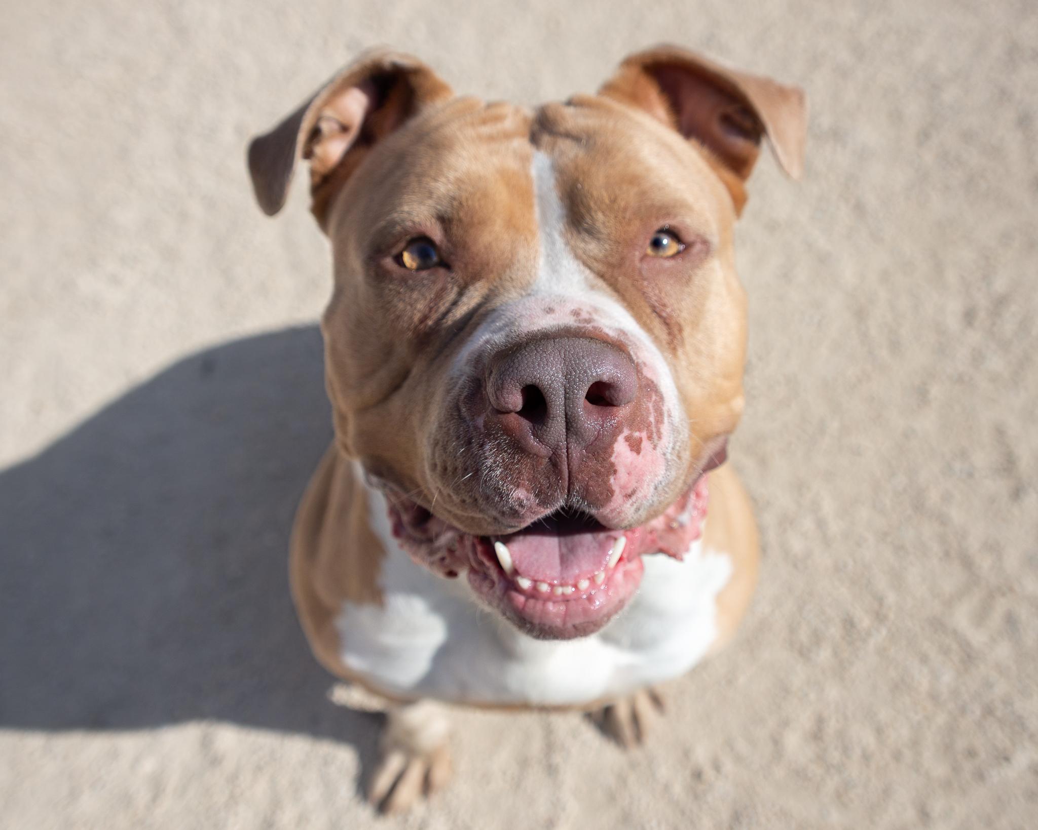 Blondie, an adoptable American Bulldog in Winnipeg, MB, R3E 3N8 | Photo Image 2