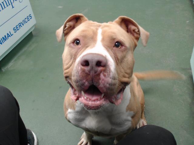 Blondie, an adoptable American Bulldog in Winnipeg, MB, R3E 3N8 | Photo Image 2