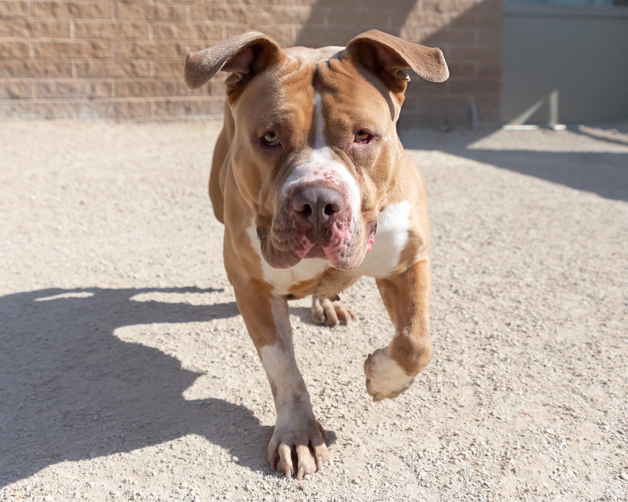 Blondie - IN FOSTER, a Adoptable mixed breed in Winnipeg, MB image 2/3