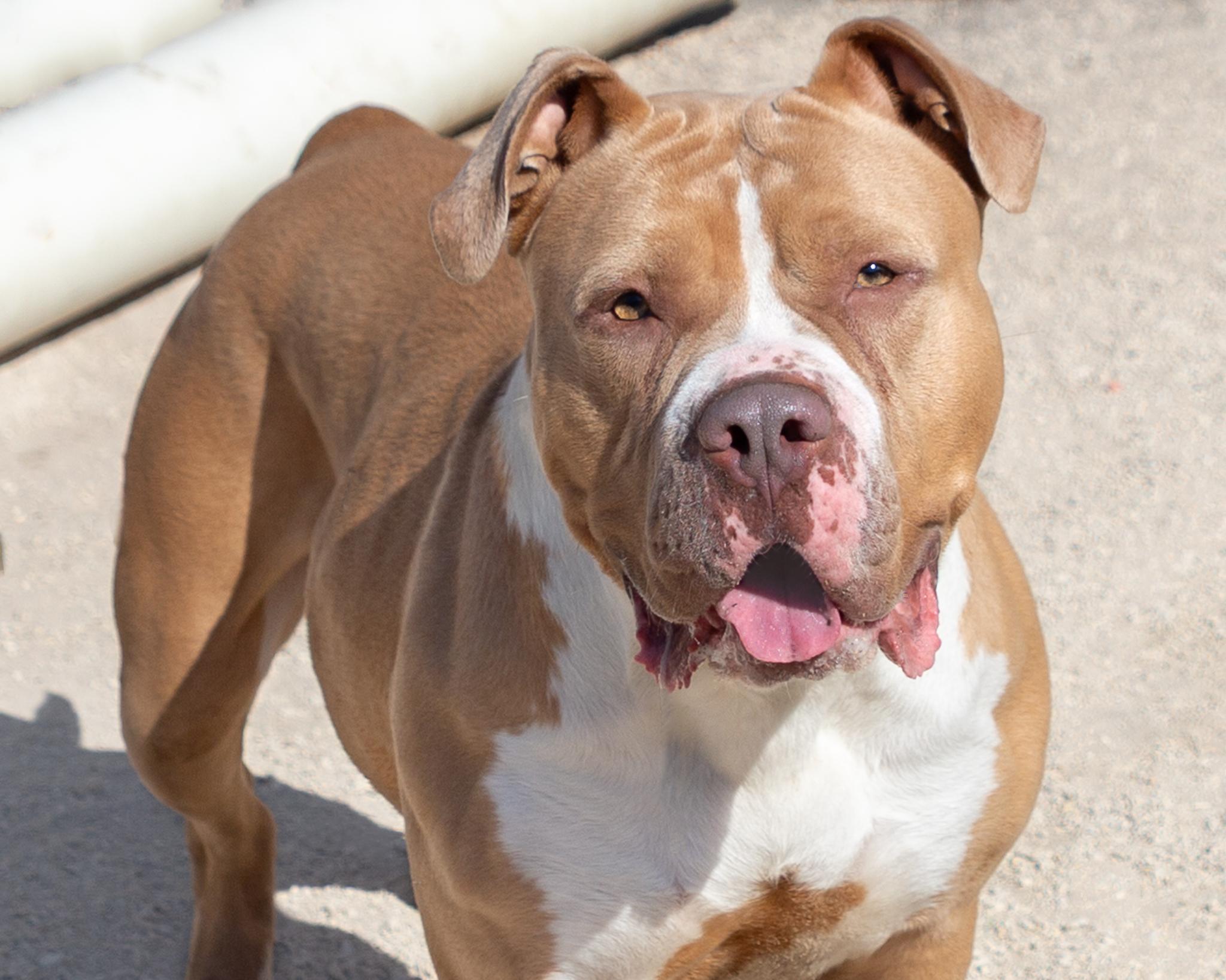Blondie, an adoptable American Bulldog in Winnipeg, MB, R3E 3N8 | Photo Image 1