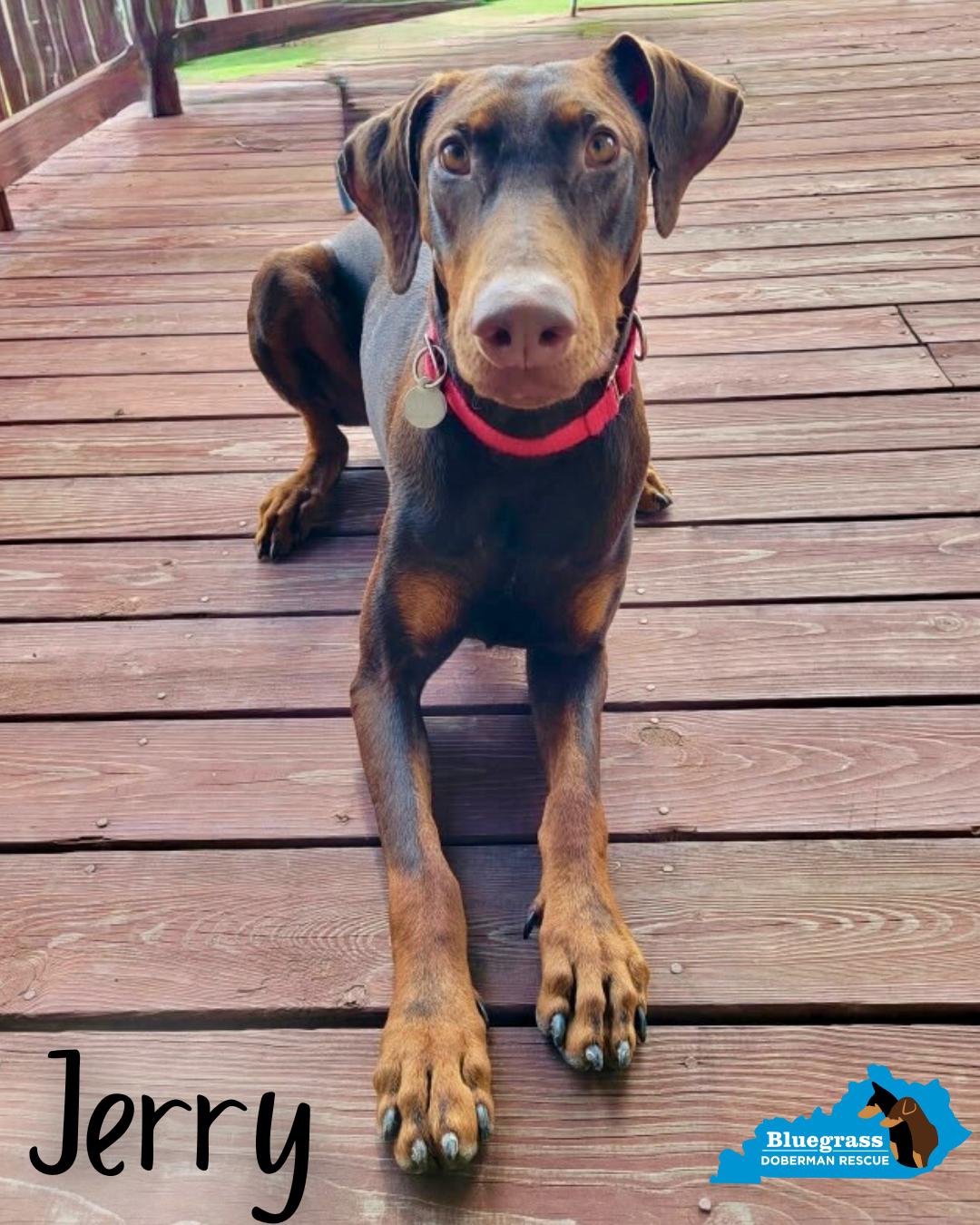 Jerry, ADOPTABLE, Adult Male Doberman Pinscher.