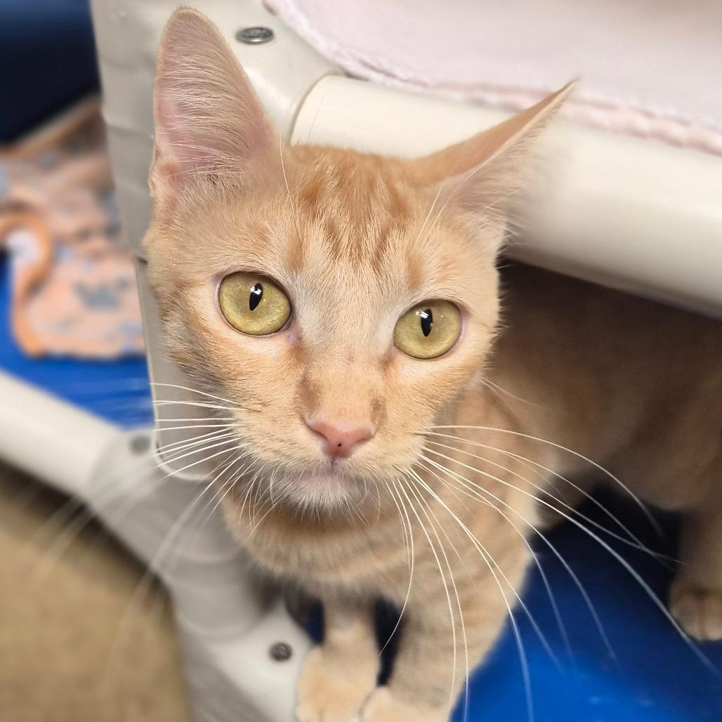 Enlarge Mama Pumpkin, a Adoptable Domestic Short Hair in Riverside, CA image 1/6