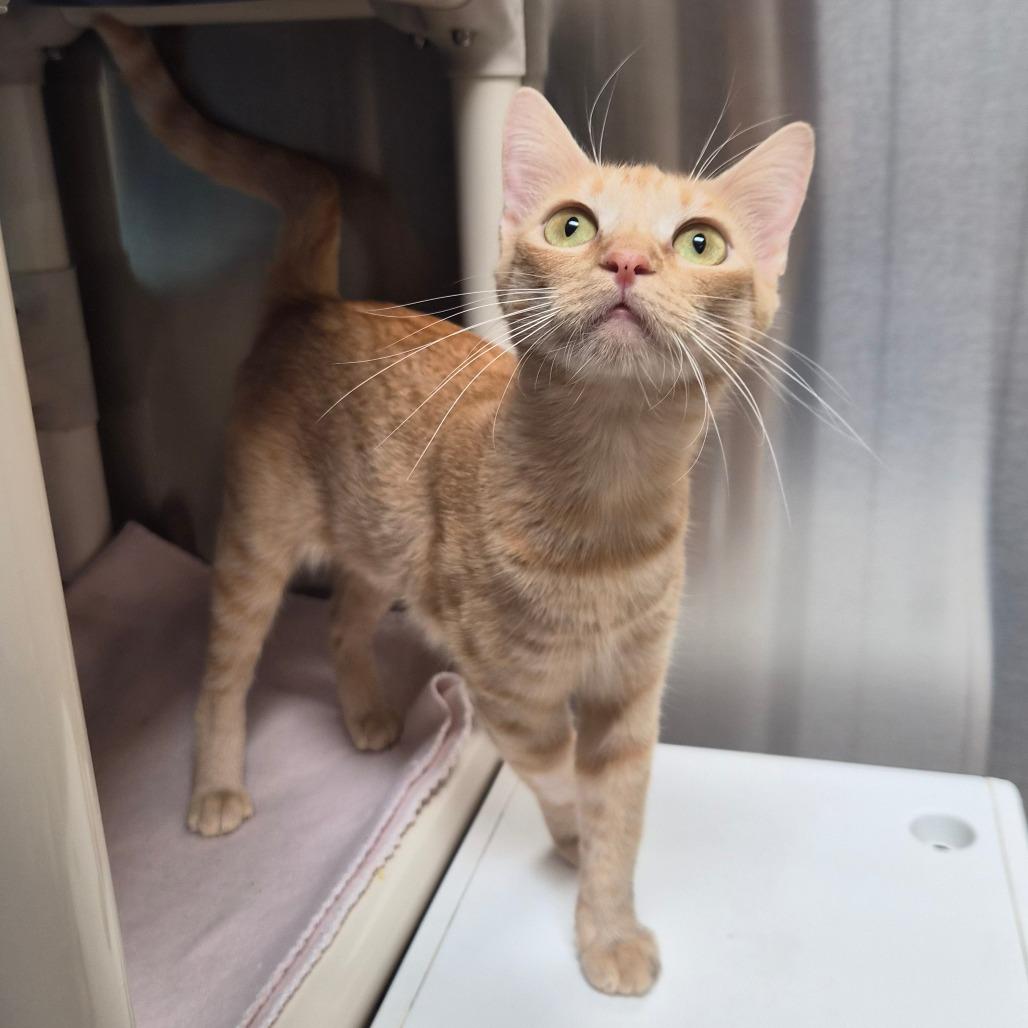 Enlarge Mama Pumpkin, a Adoptable Domestic Short Hair in Riverside, CA image 2/6