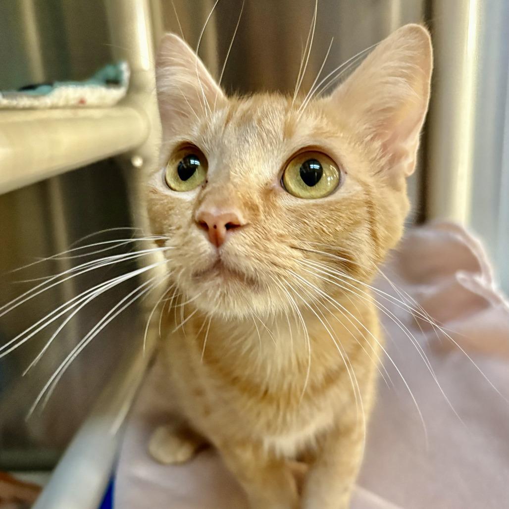 Enlarge Mama Pumpkin, a Adoptable Domestic Short Hair in Riverside, CA image 3/6