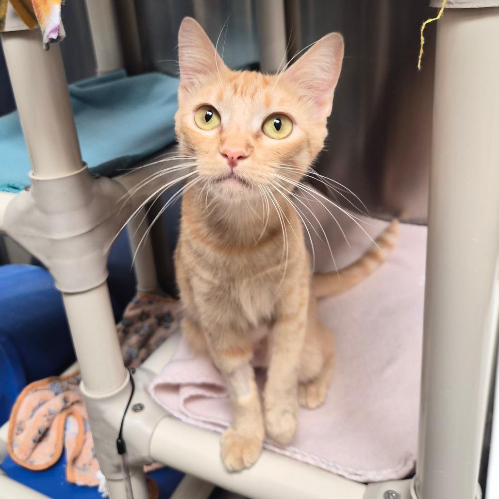 Enlarge Mama Pumpkin, a Adoptable Domestic Short Hair in Riverside, CA image 4/6