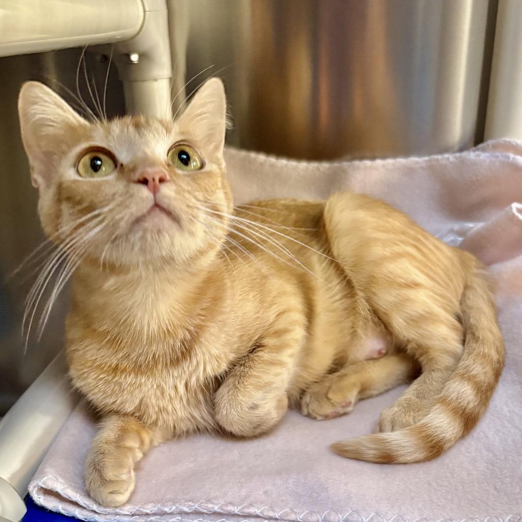 Enlarge Mama Pumpkin, a Adoptable Domestic Short Hair in Riverside, CA image 5/6