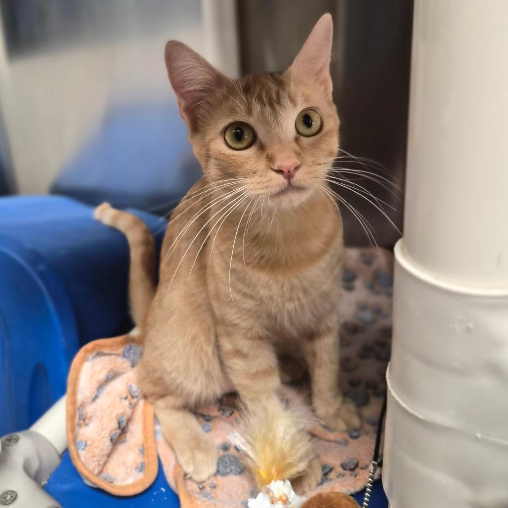 Enlarge Mama Pumpkin, a Adoptable Domestic Short Hair in Riverside, CA image 6/6