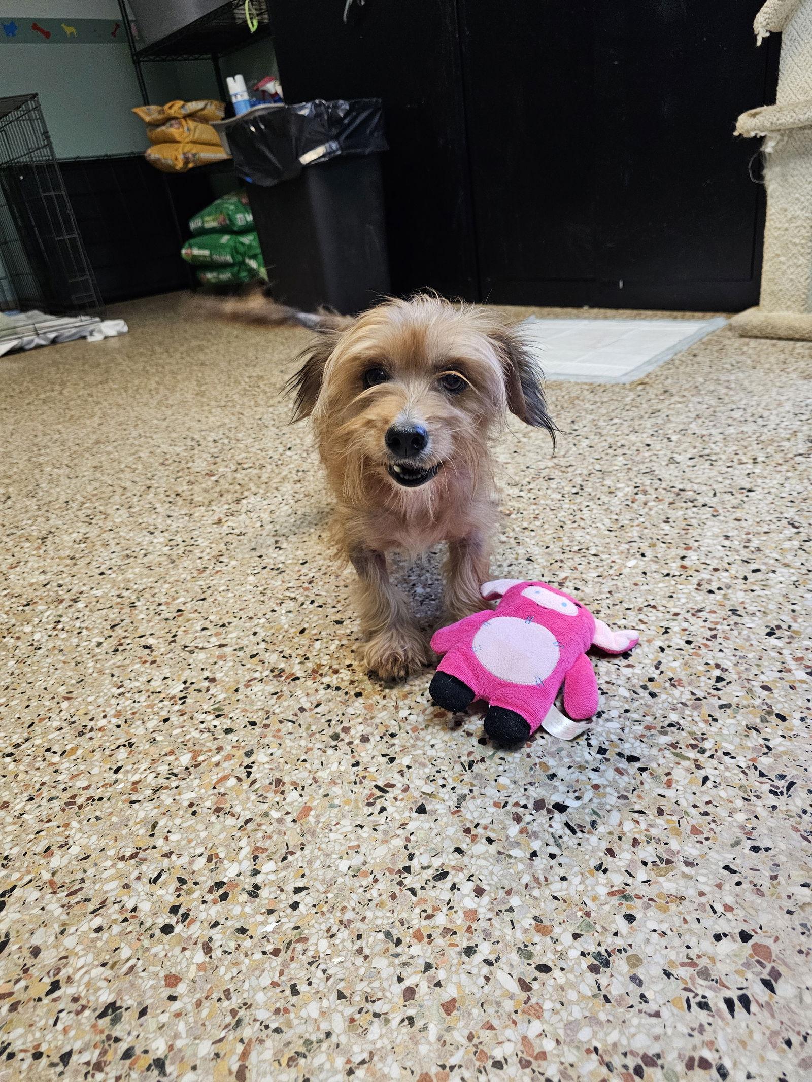 Enlarge Bridgette, a Adoptable mixed breed in Metairie, LA image 1/1