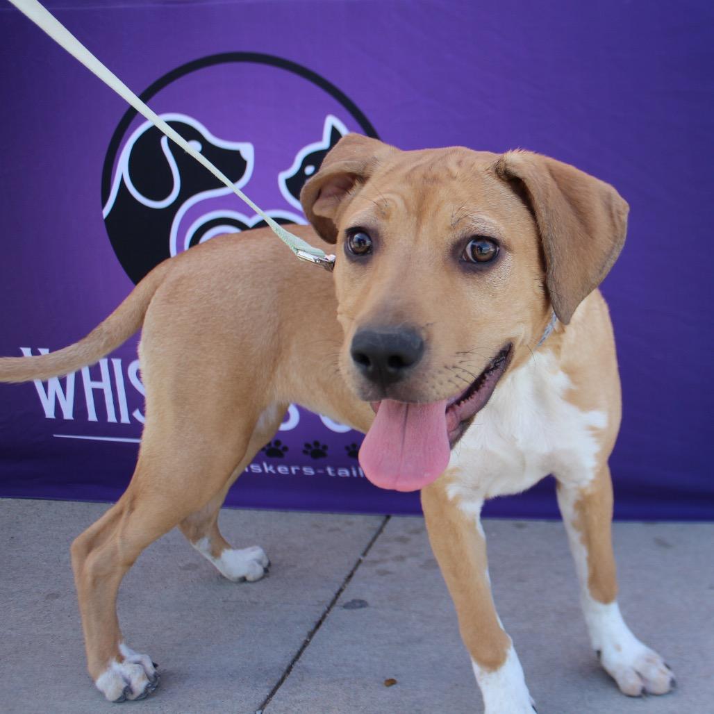 Ginger, Adoptable, Young Female Shepherd & Mixed Breed.