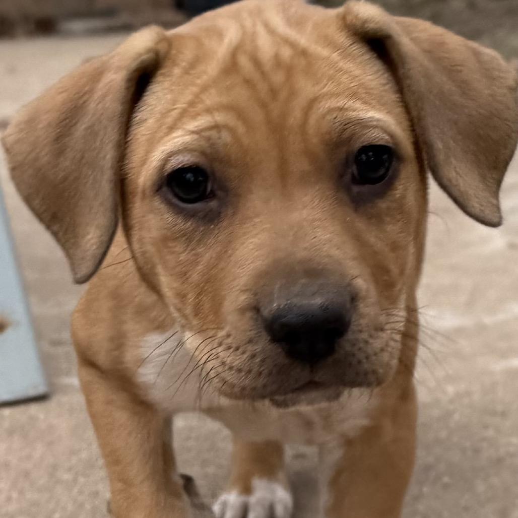 Enlarge Ginger, a Adoptable mixed breed in Midland, TX image 2/2