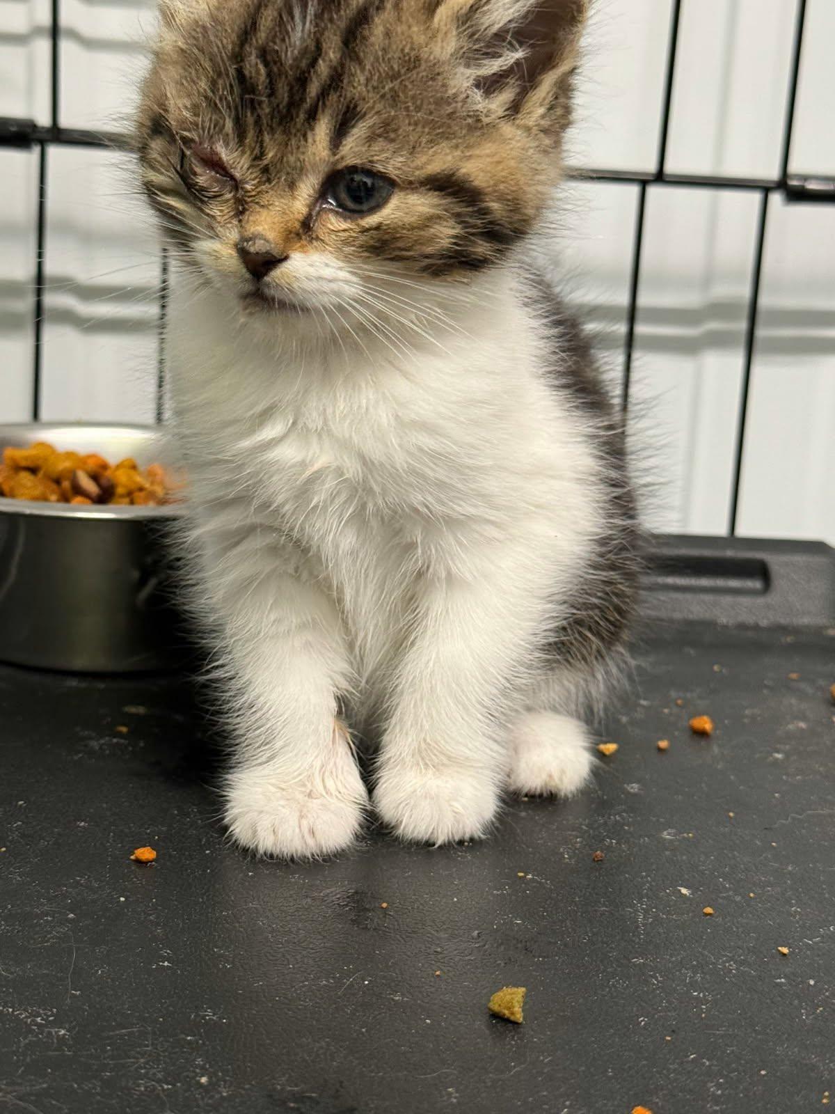Enlarge Olive and Hermes, a Adopted Domestic Short Hair in Louisville, KY image 2/4