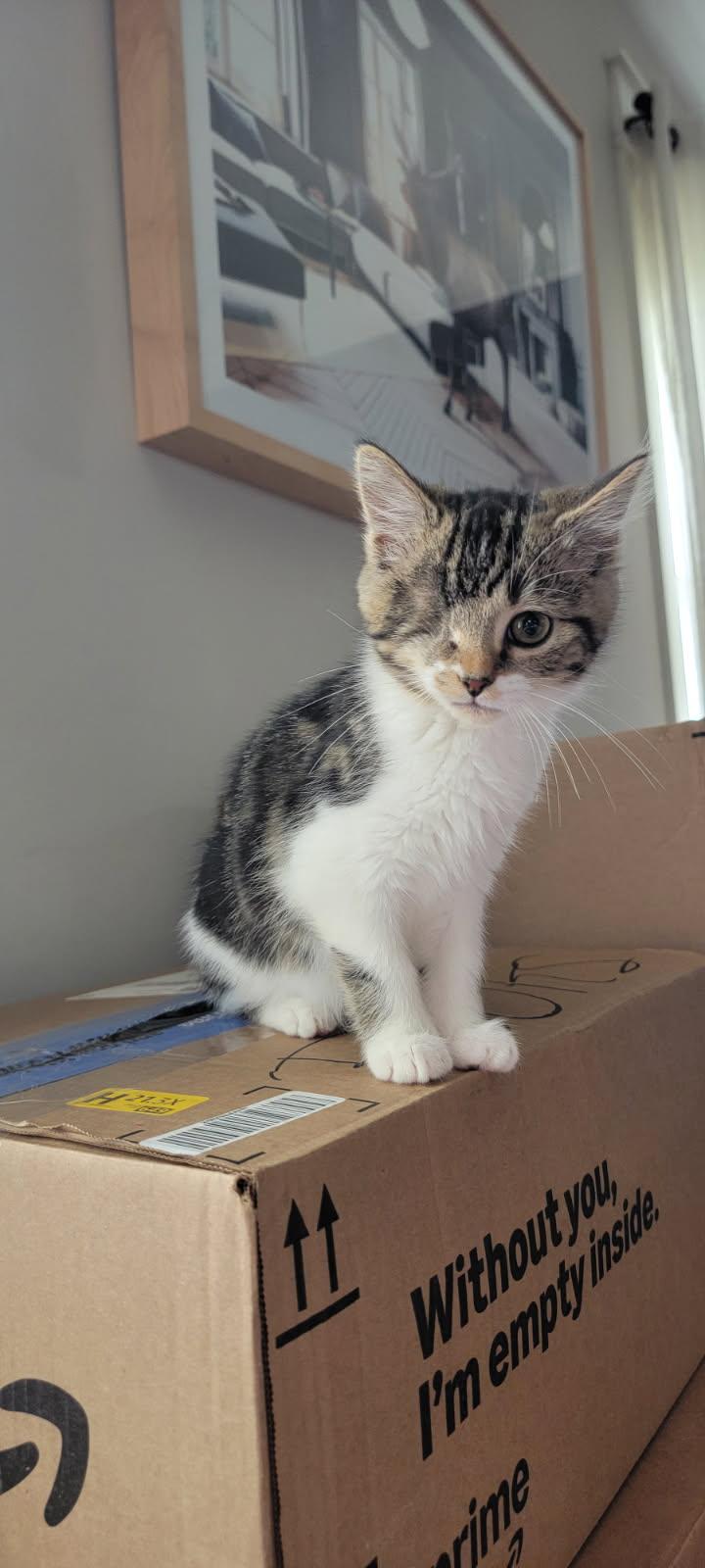 Enlarge Olive and Hermes, a Adopted Domestic Short Hair in Louisville, KY image 1/4