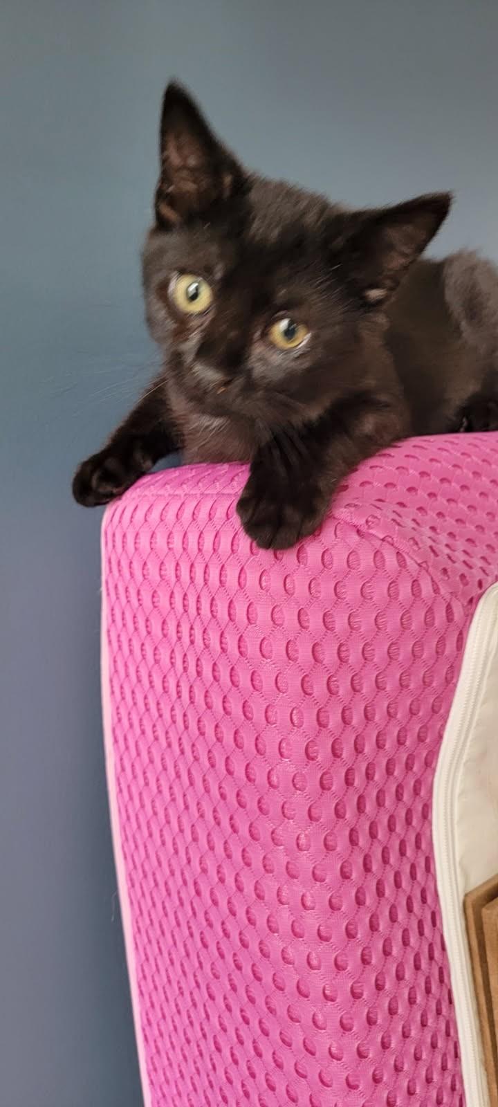 Enlarge Olive and Hermes, a Adopted Domestic Short Hair in Louisville, KY image 3/4