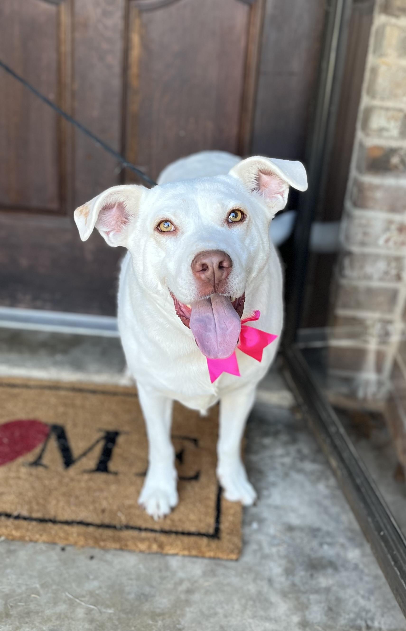 Enlarge Lola, a ADOPTABLE Mixed Breed in Mendham, NJ image 6/6