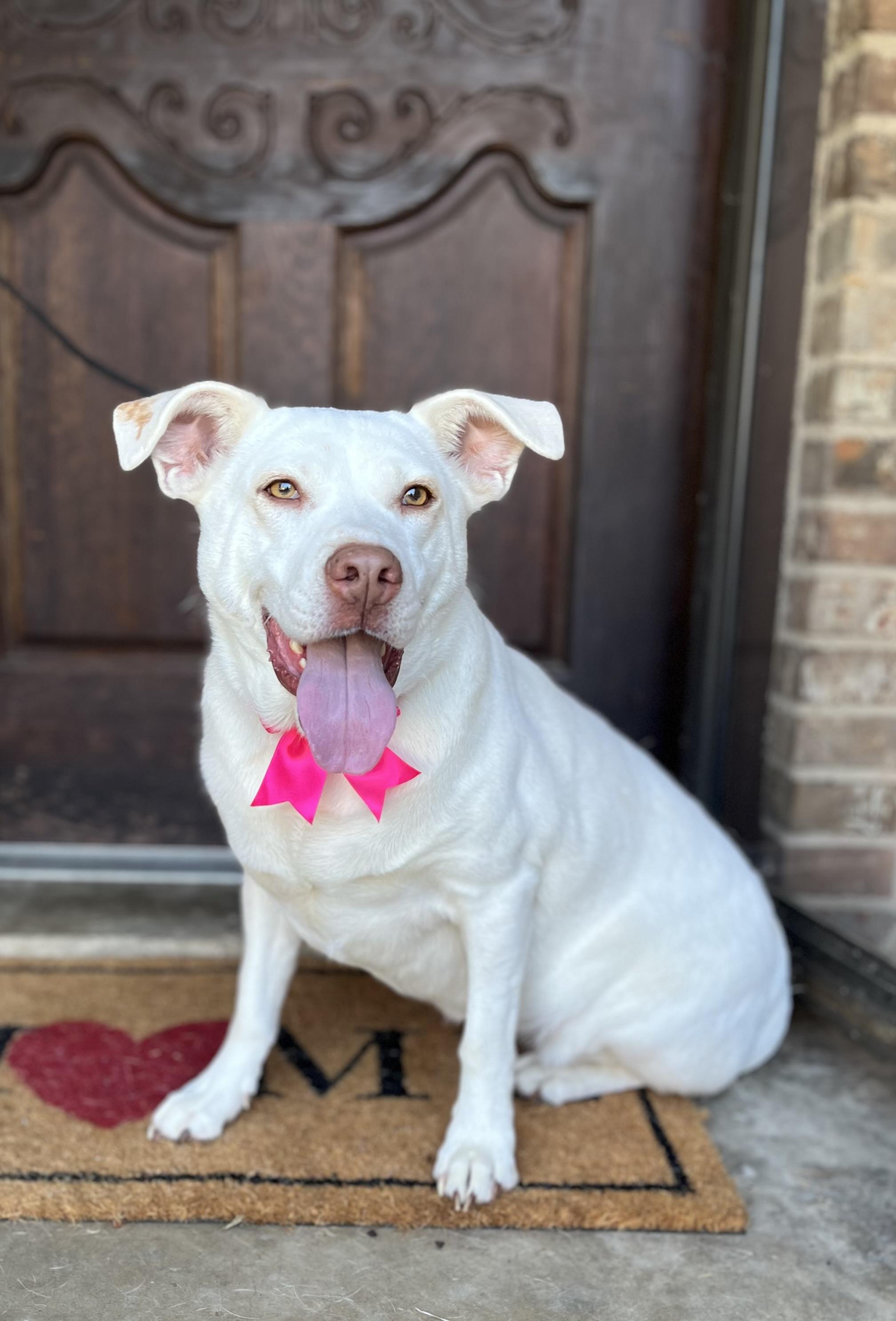 Enlarge Lola, a ADOPTABLE Mixed Breed in Mendham, NJ image 2/6