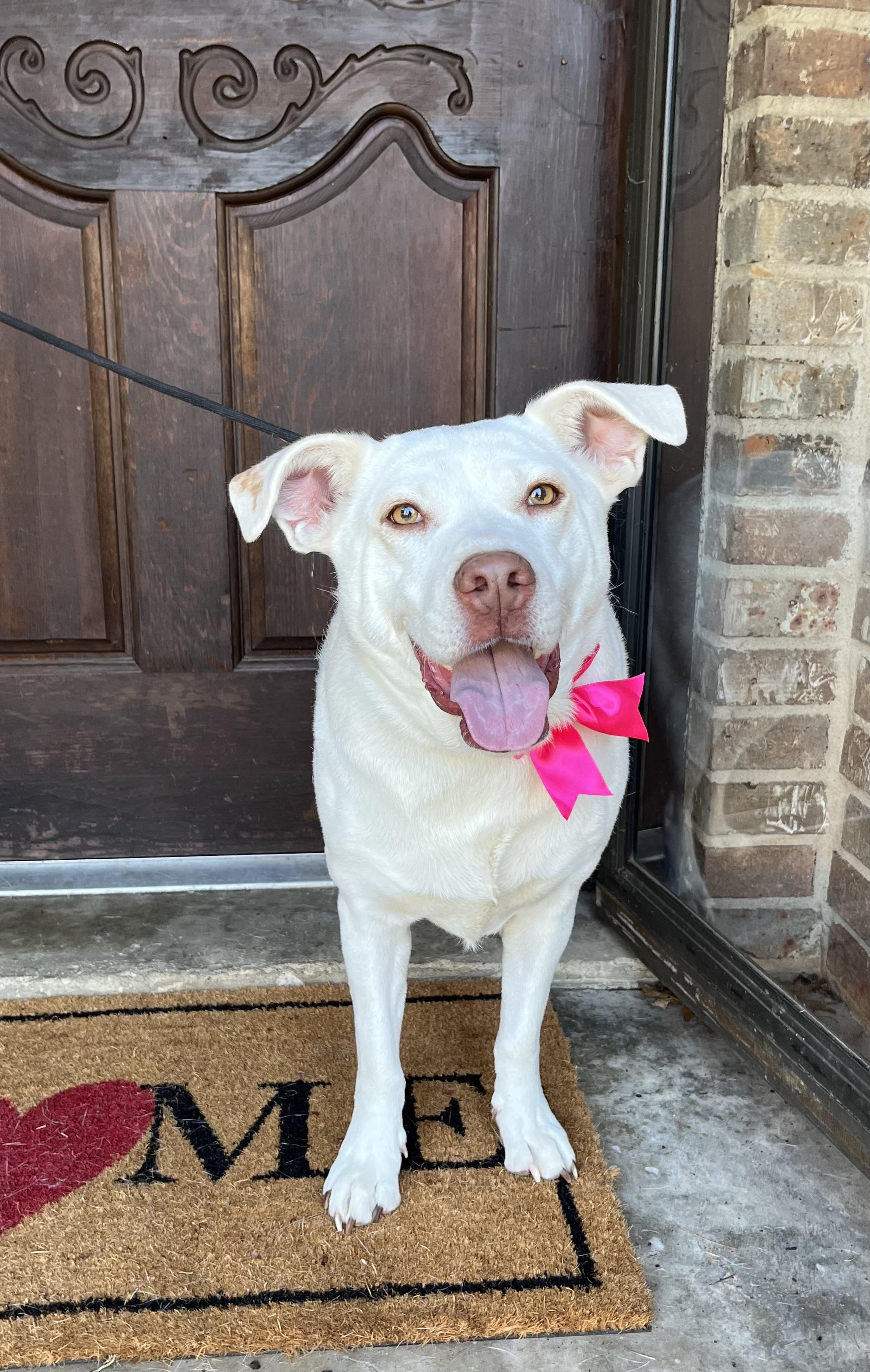 Enlarge Lola, a ADOPTABLE Mixed Breed in Mendham, NJ image 1/6