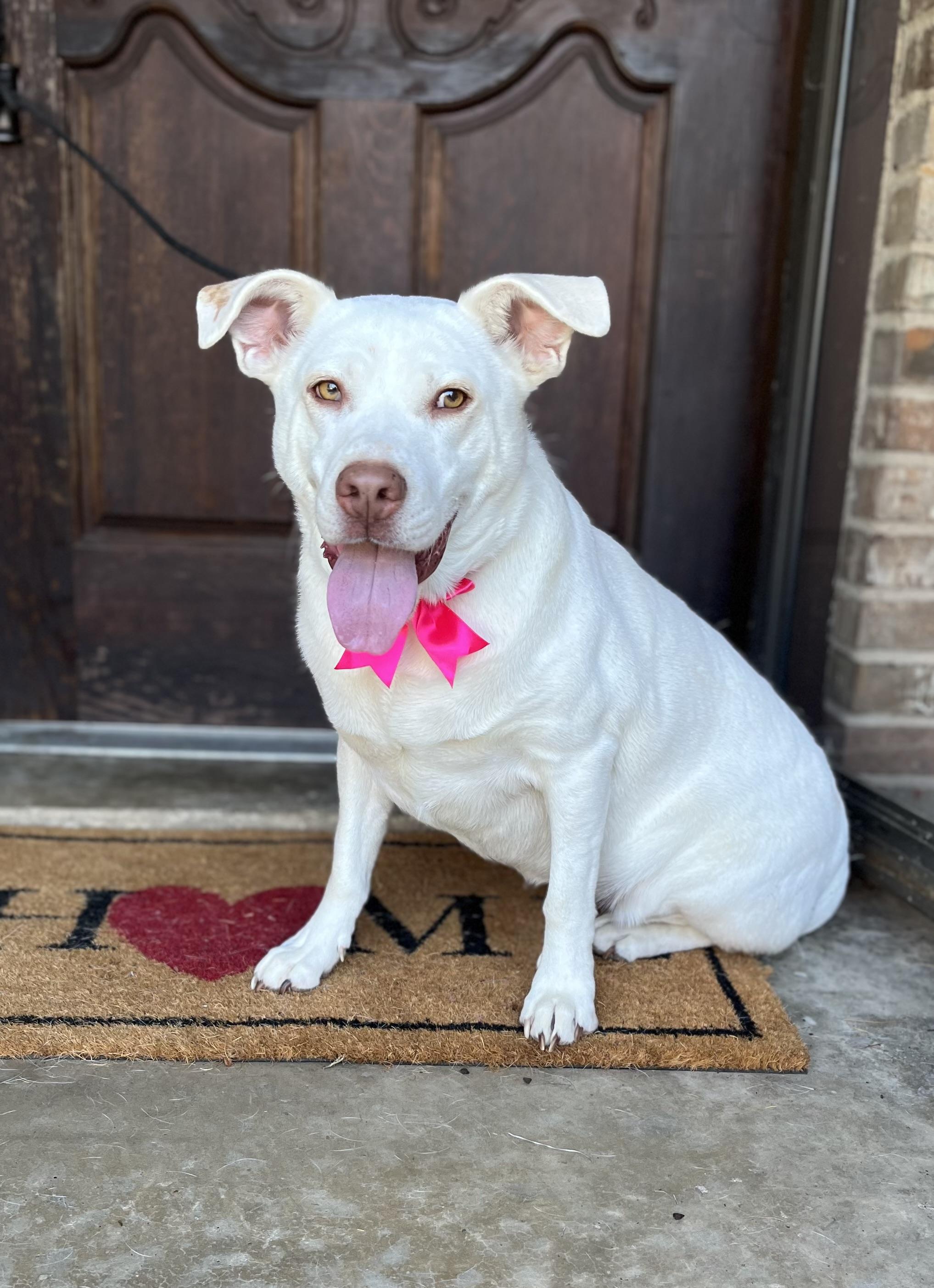 Enlarge Lola, a ADOPTABLE Mixed Breed in Mendham, NJ image 3/6