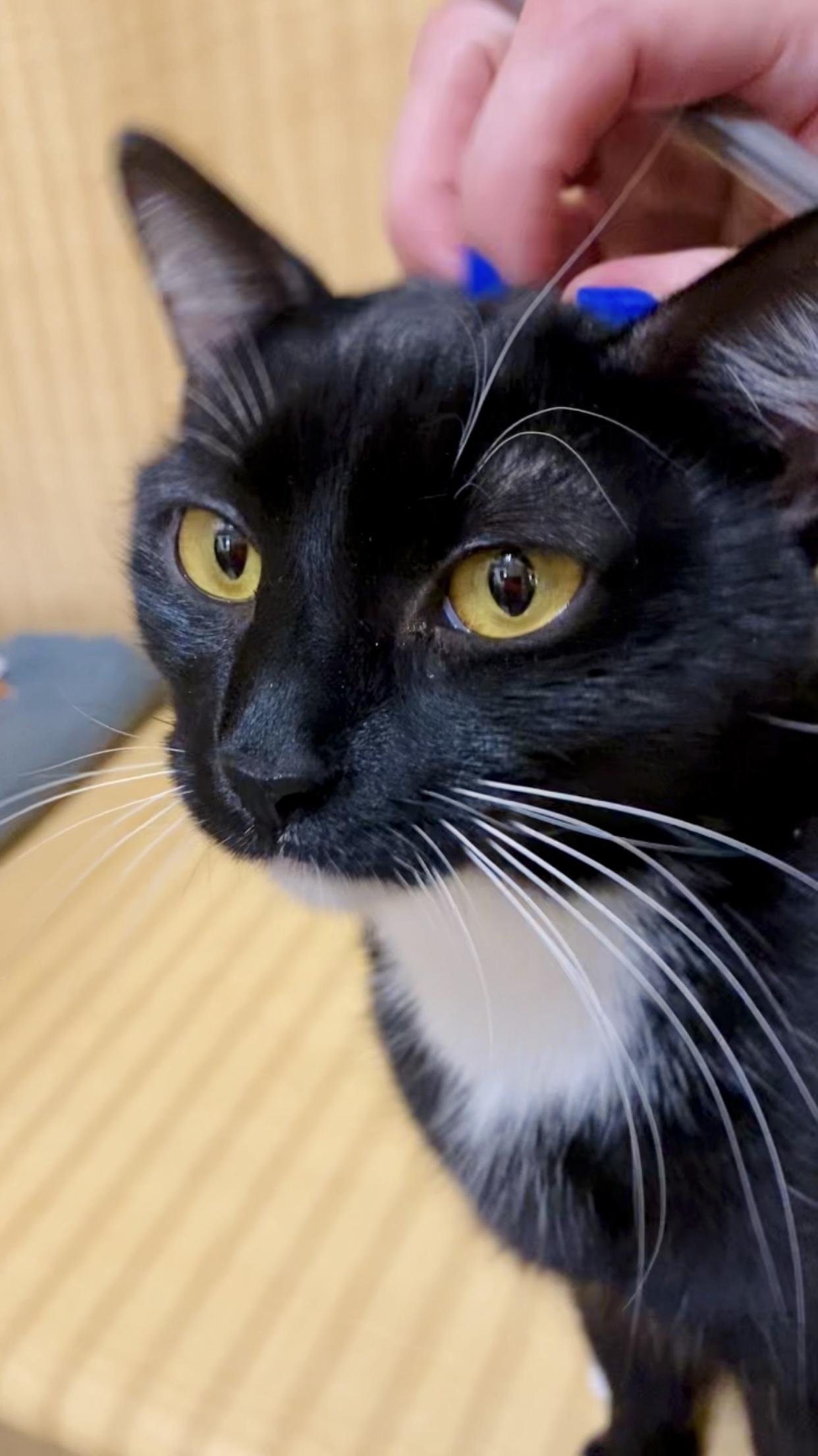 Enlarge Precious, a ADOPTABLE Domestic Short Hair in Worcester, MA image 4/6