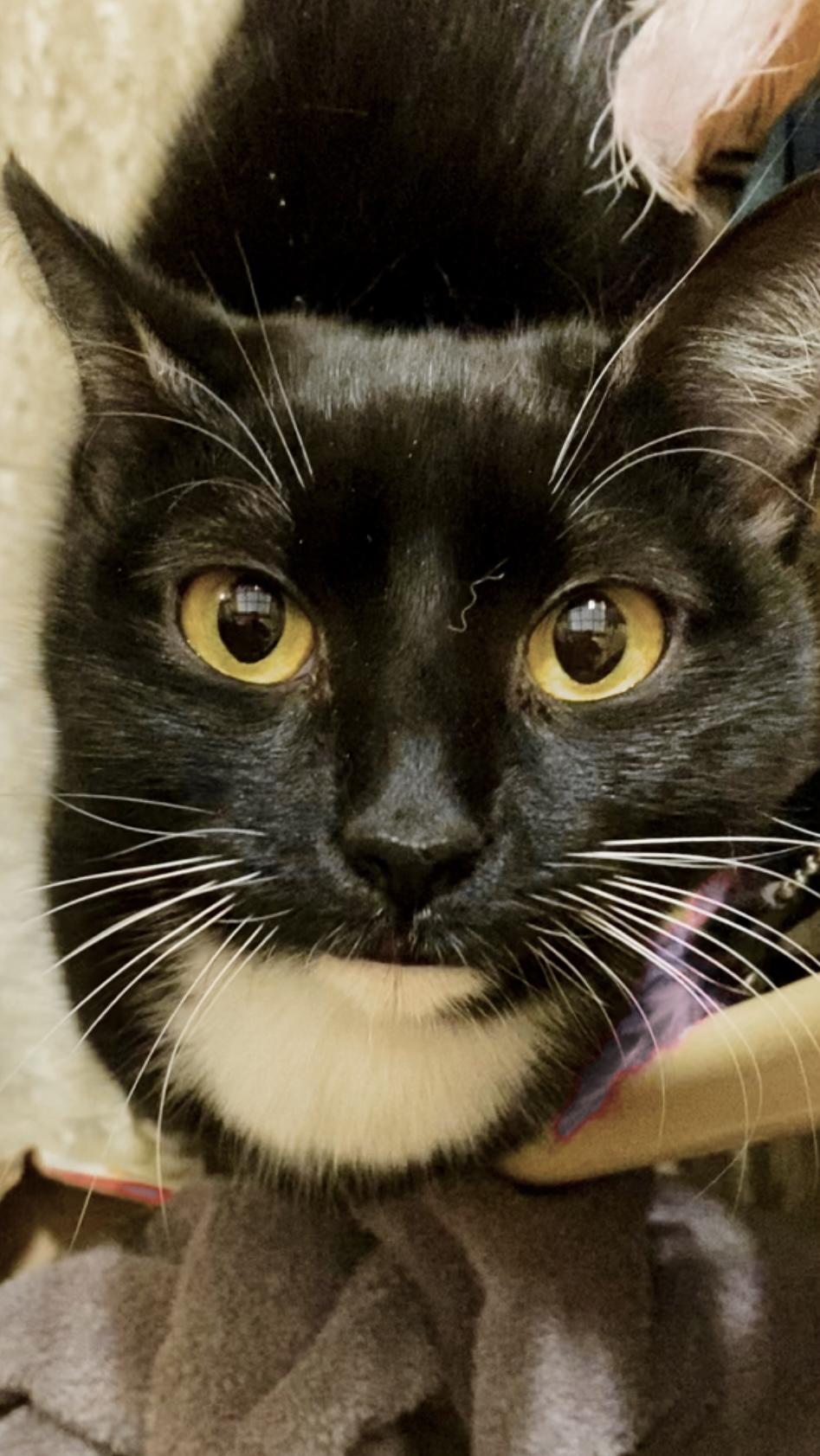 Enlarge Precious, a ADOPTABLE Domestic Short Hair in Worcester, MA image 3/6