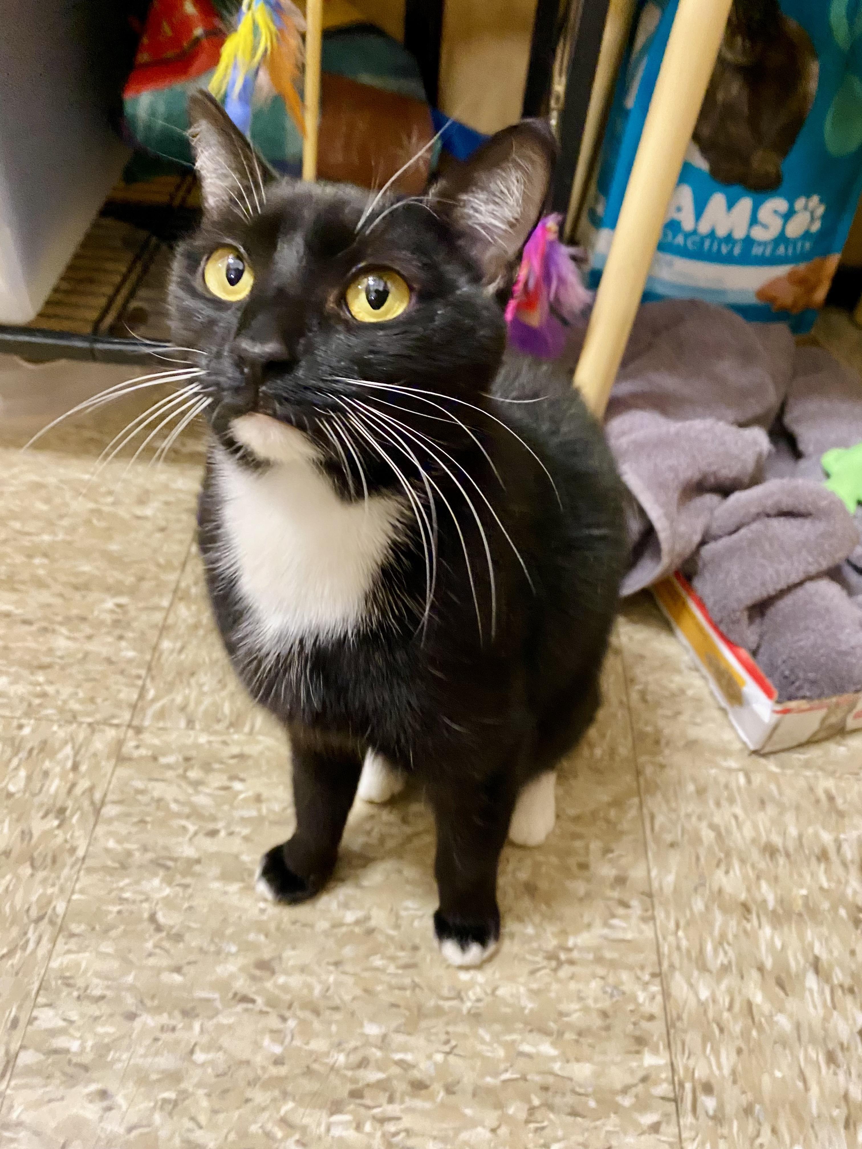 Precious, ADOPTABLE, Kitten Female Domestic Short Hair.