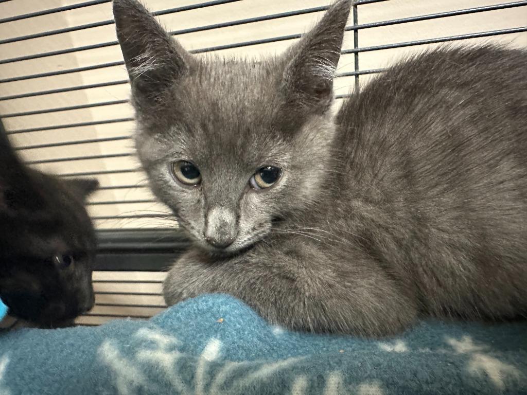 Serrano, Adopted, Young Male Domestic Short Hair.