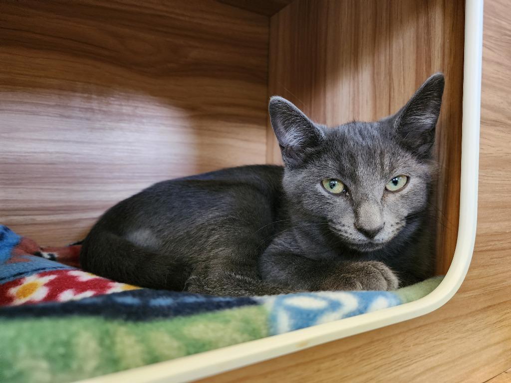 Enlarge Serrano, a Adopted mixed breed in Blountville, TN image 2/2