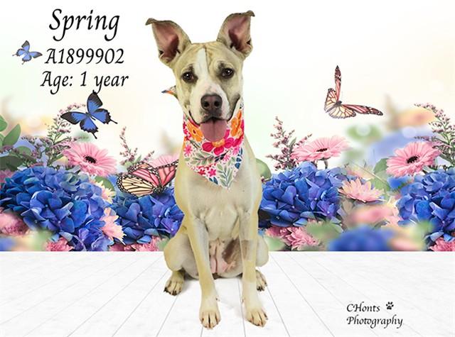 Enlarge SPRING, a Adoptable mixed breed in Thousand Palms, CA image 1/1