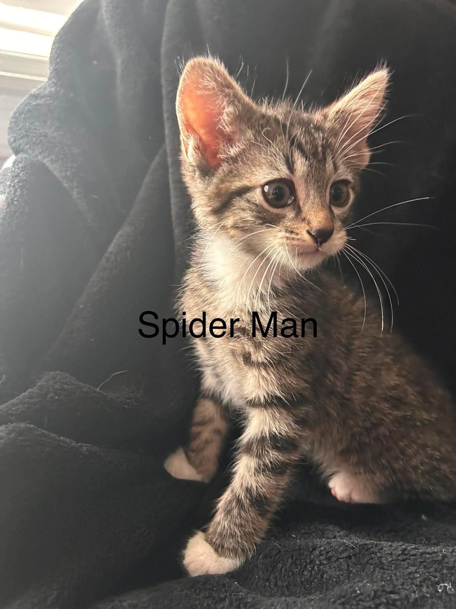 Enlarge Spider Man (Lauren-fostered in TN), a Adoptable mixed breed in Brooklyn, CT image 3/3