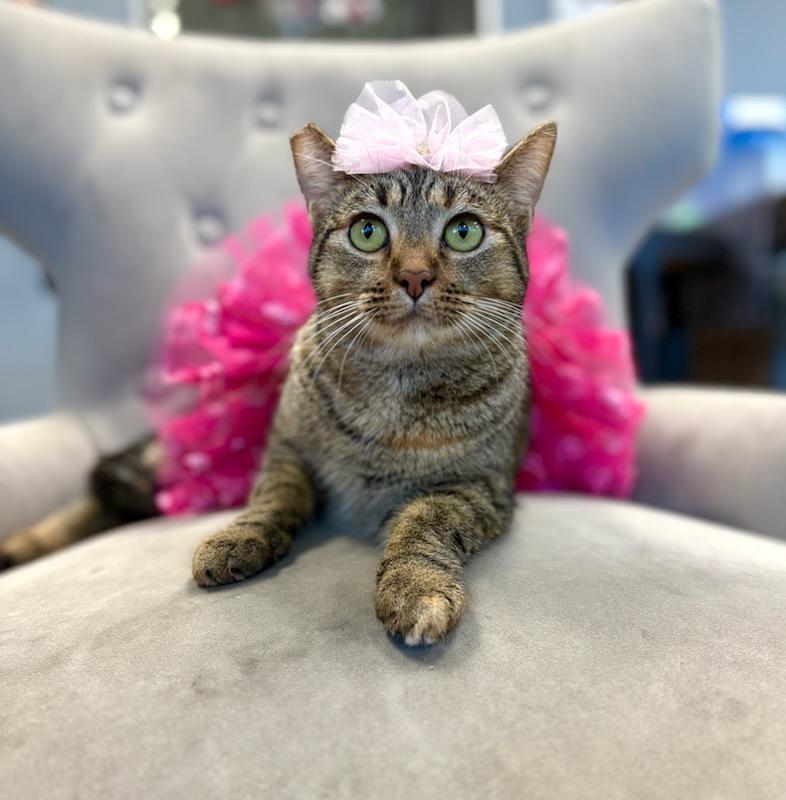 Enlarge Cindy Lou Who, a Adoptable mixed breed in South El Monte, CA image 2/5