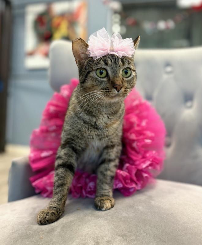 Enlarge Cindy Lou Who, a Adoptable mixed breed in South El Monte, CA image 4/5