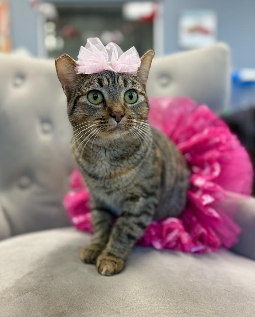 Cindy Lou Who, Baby Female Domestic Short Hair