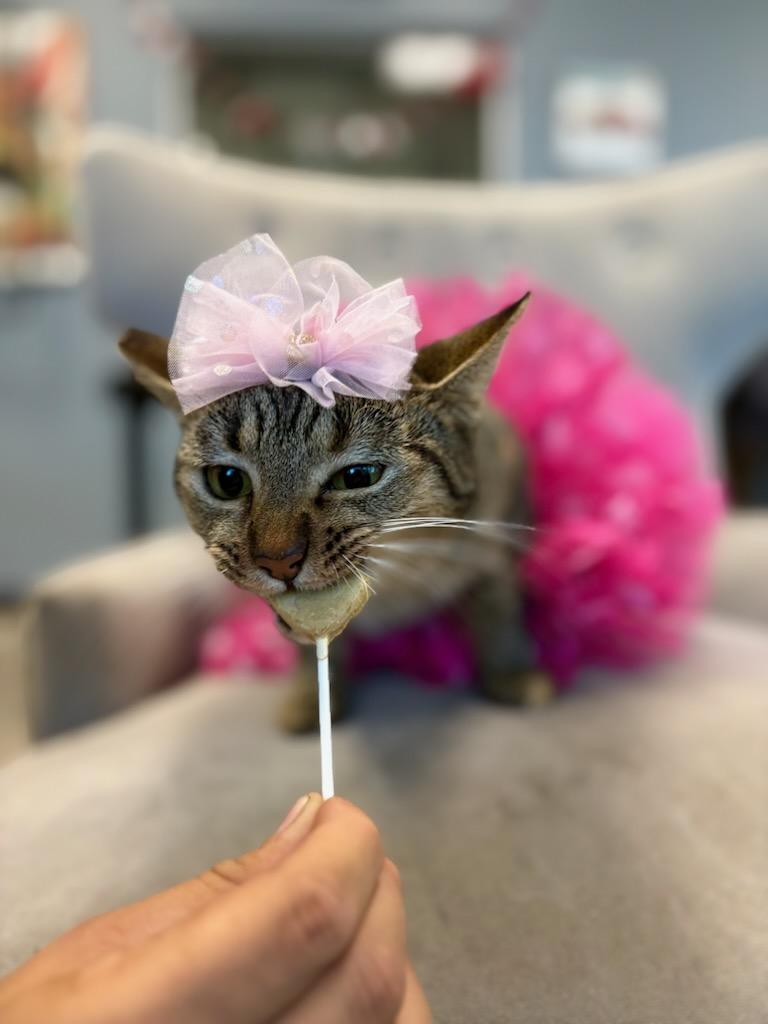 Enlarge Cindy Lou Who, a Adoptable mixed breed in South El Monte, CA image 3/5