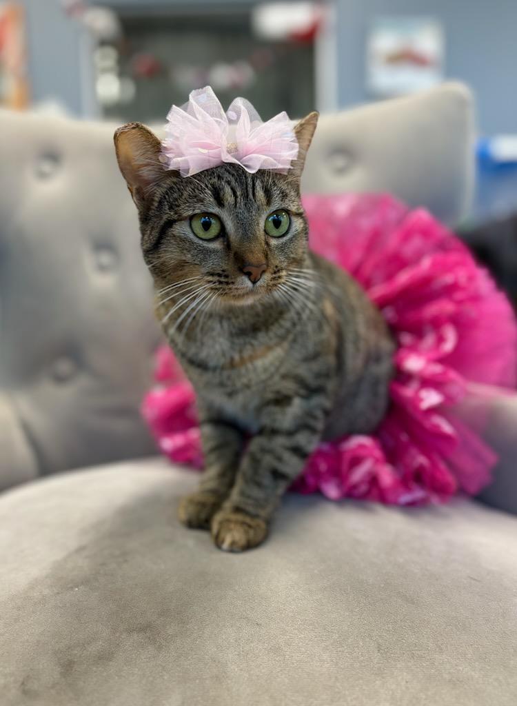 Enlarge Cindy Lou Who, a Adoptable mixed breed in South El Monte, CA image 5/5