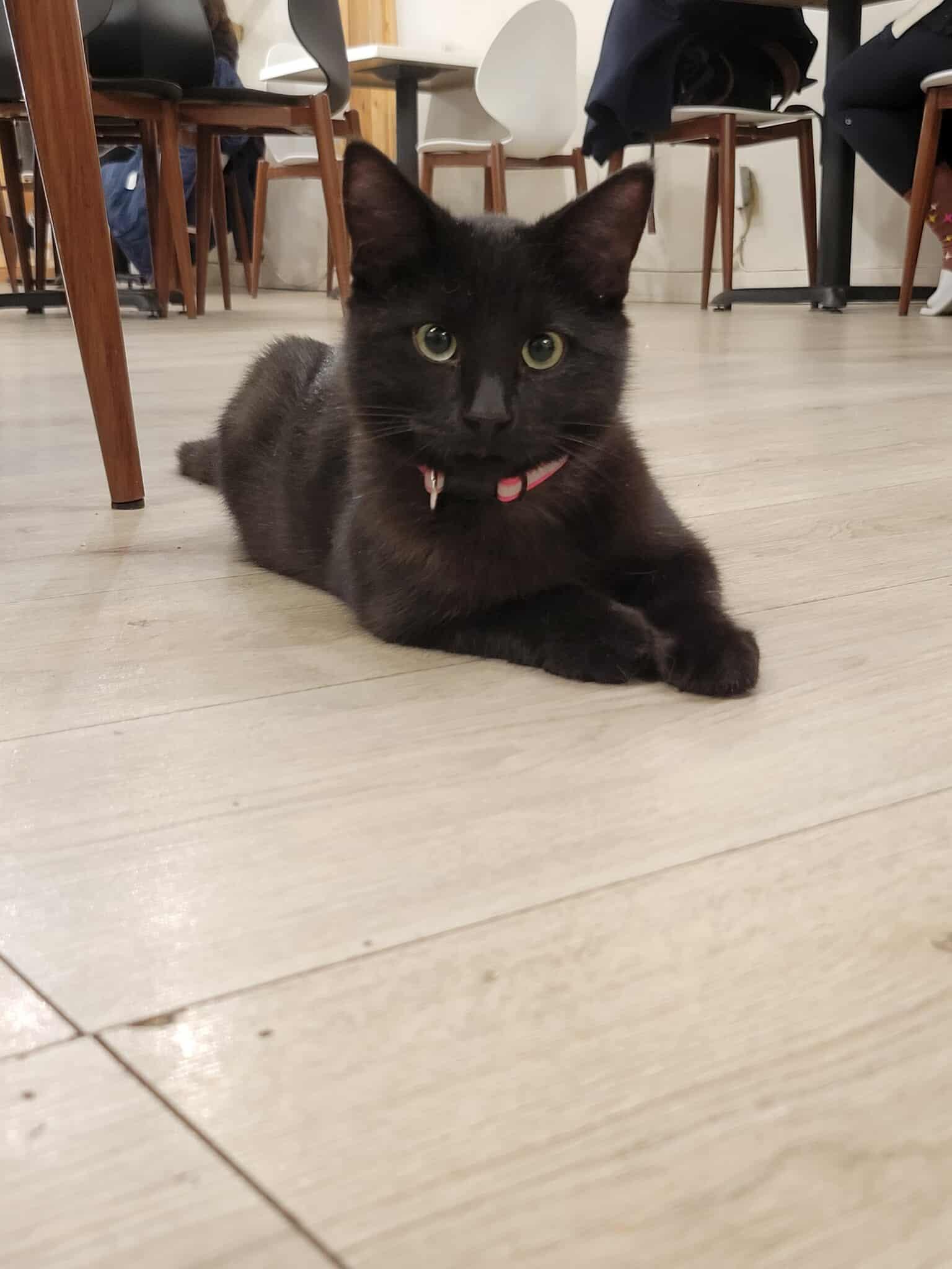 Rupert, Adoptable, Young Male Domestic Medium Hair.