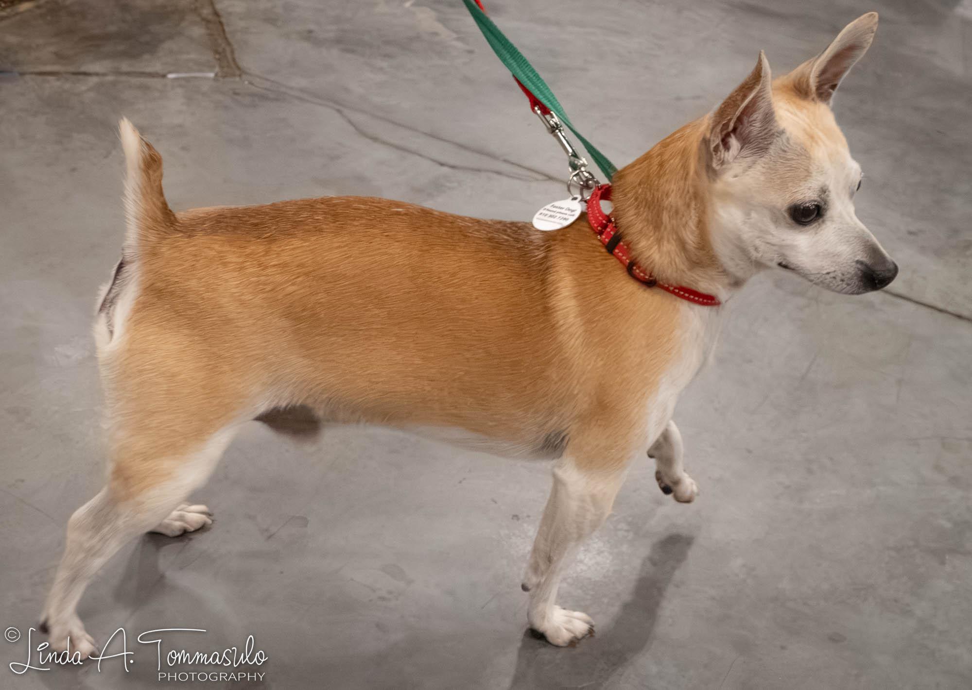 DANTE, an adopted mixed breed in Albany, NY image 4/6