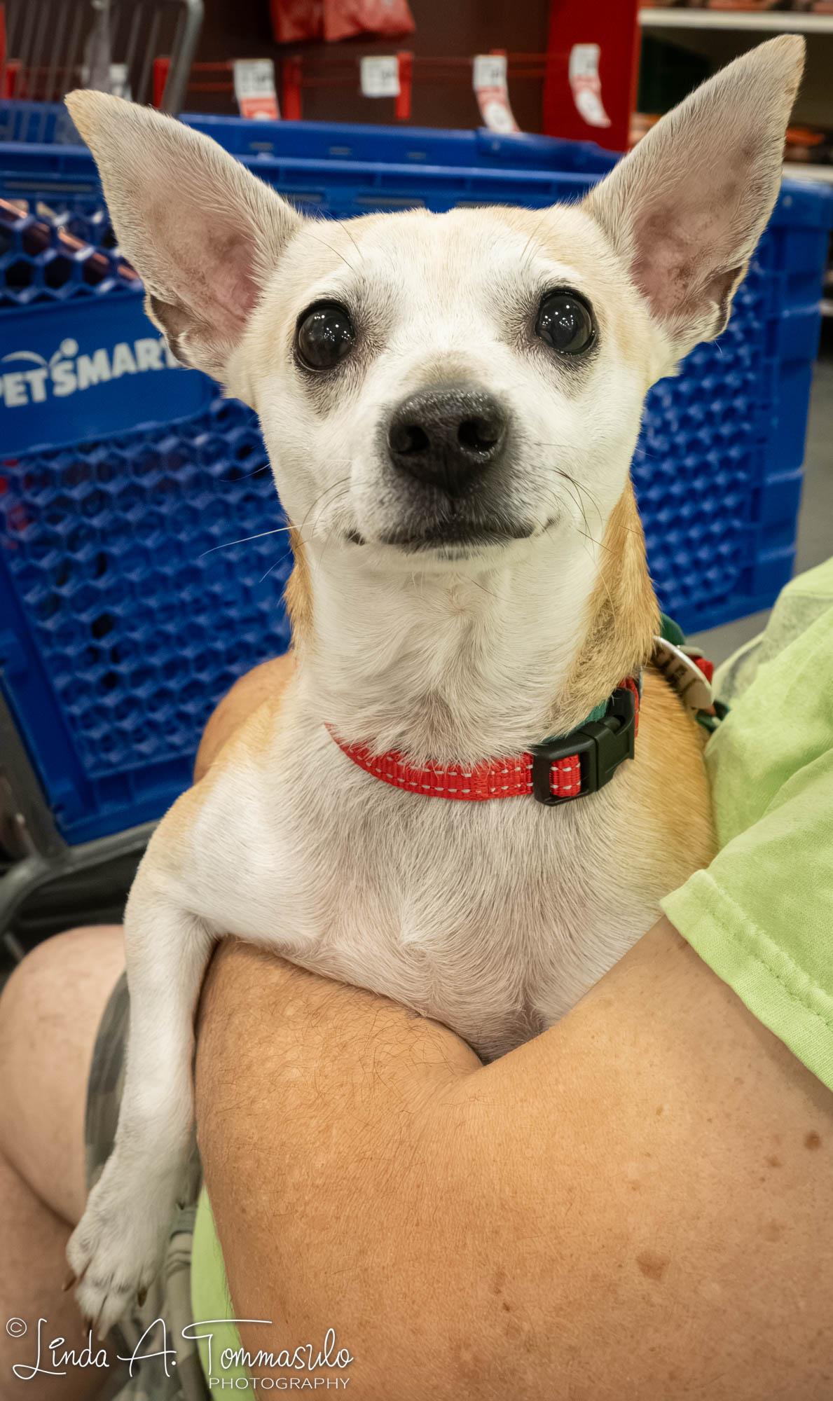 DANTE, an adopted mixed breed in Albany, NY image 6/6