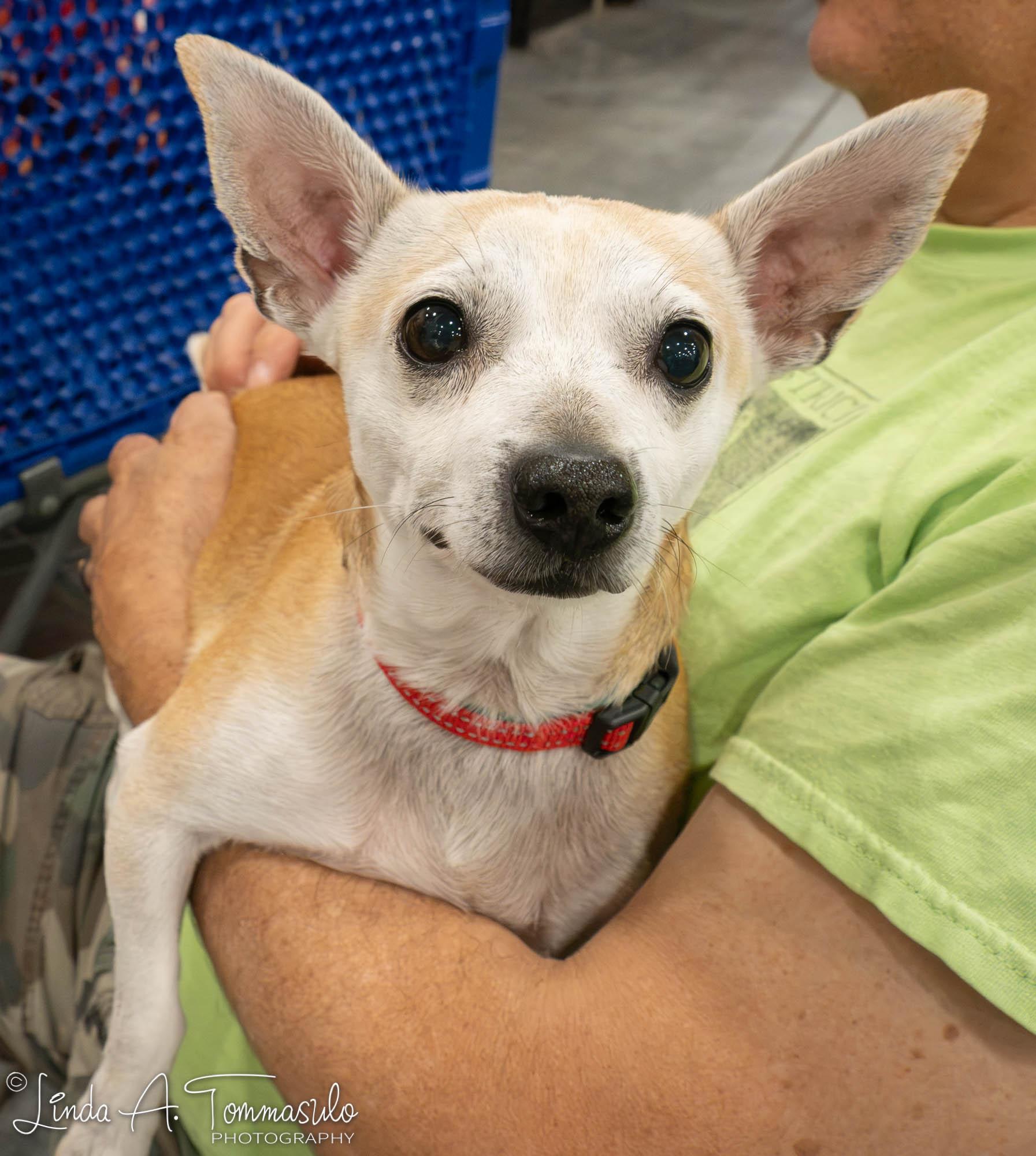 DANTE, an adopted mixed breed in Albany, NY image 2/6