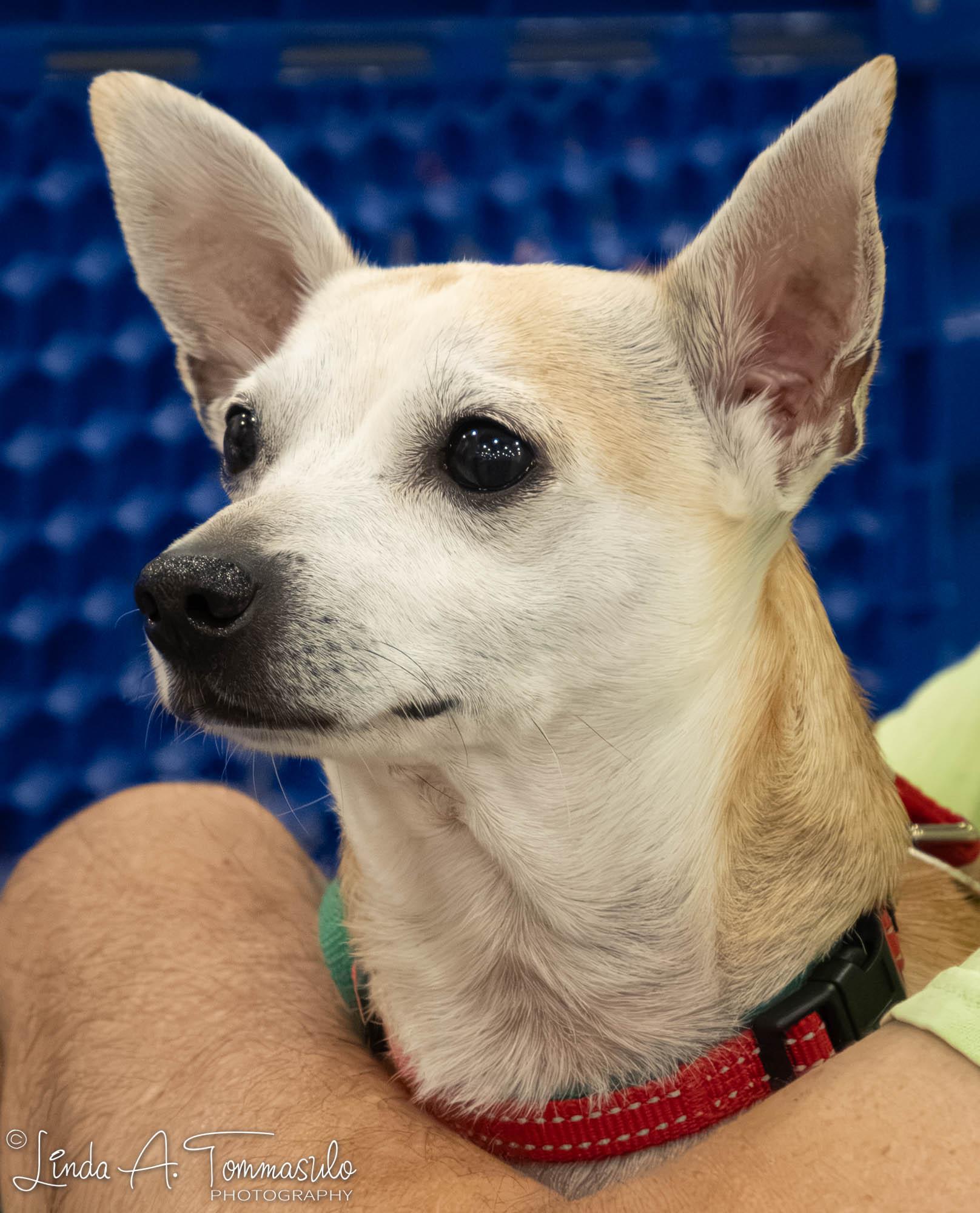 DANTE, an adopted mixed breed in Albany, NY image 3/6