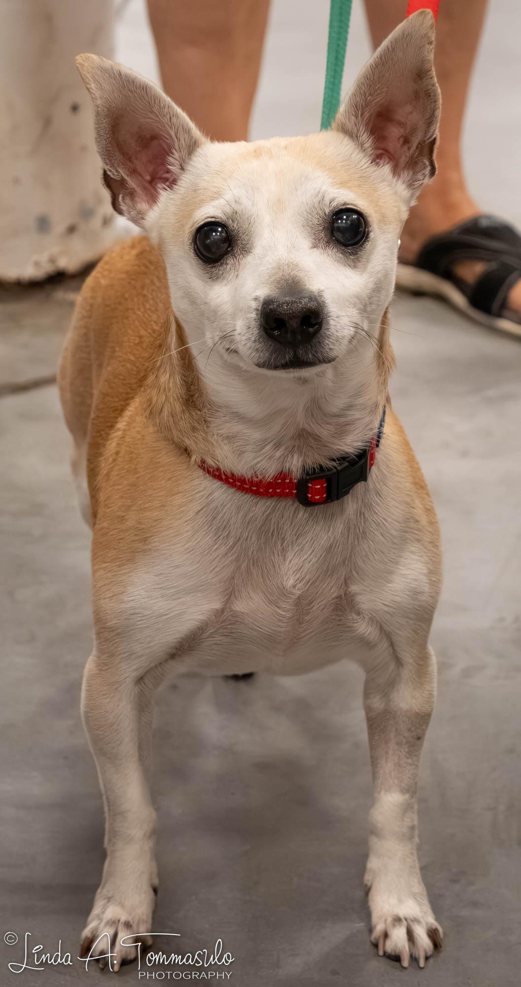 DANTE, adopted, Adult Male Chihuahua.