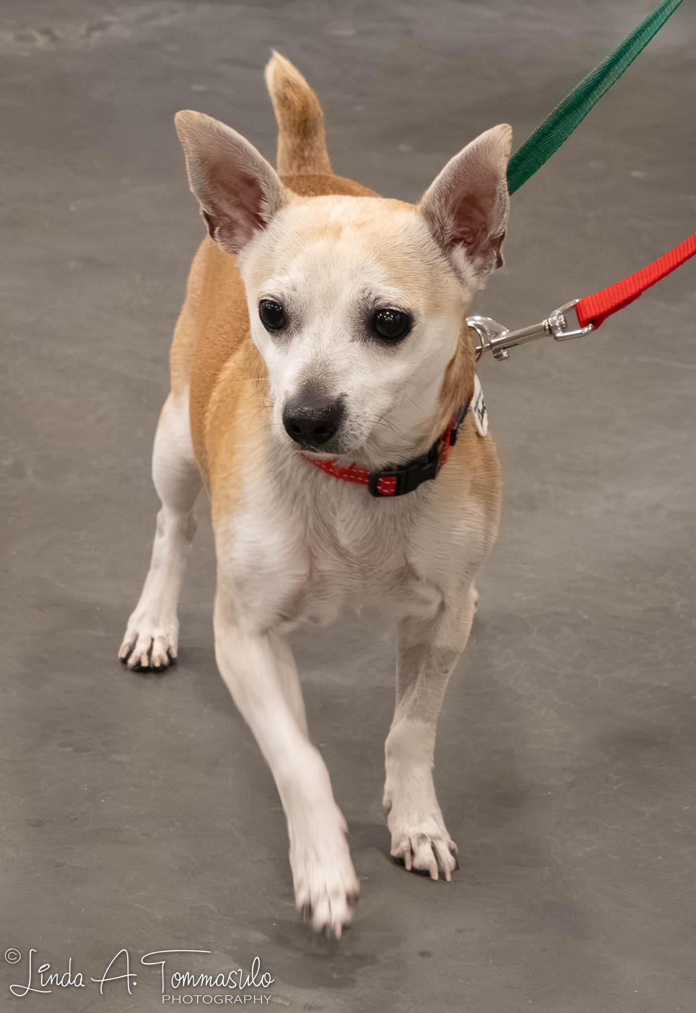 DANTE, an adopted mixed breed in Albany, NY image 5/6